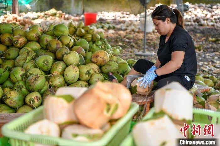 海南鲜食椰子价格翻番